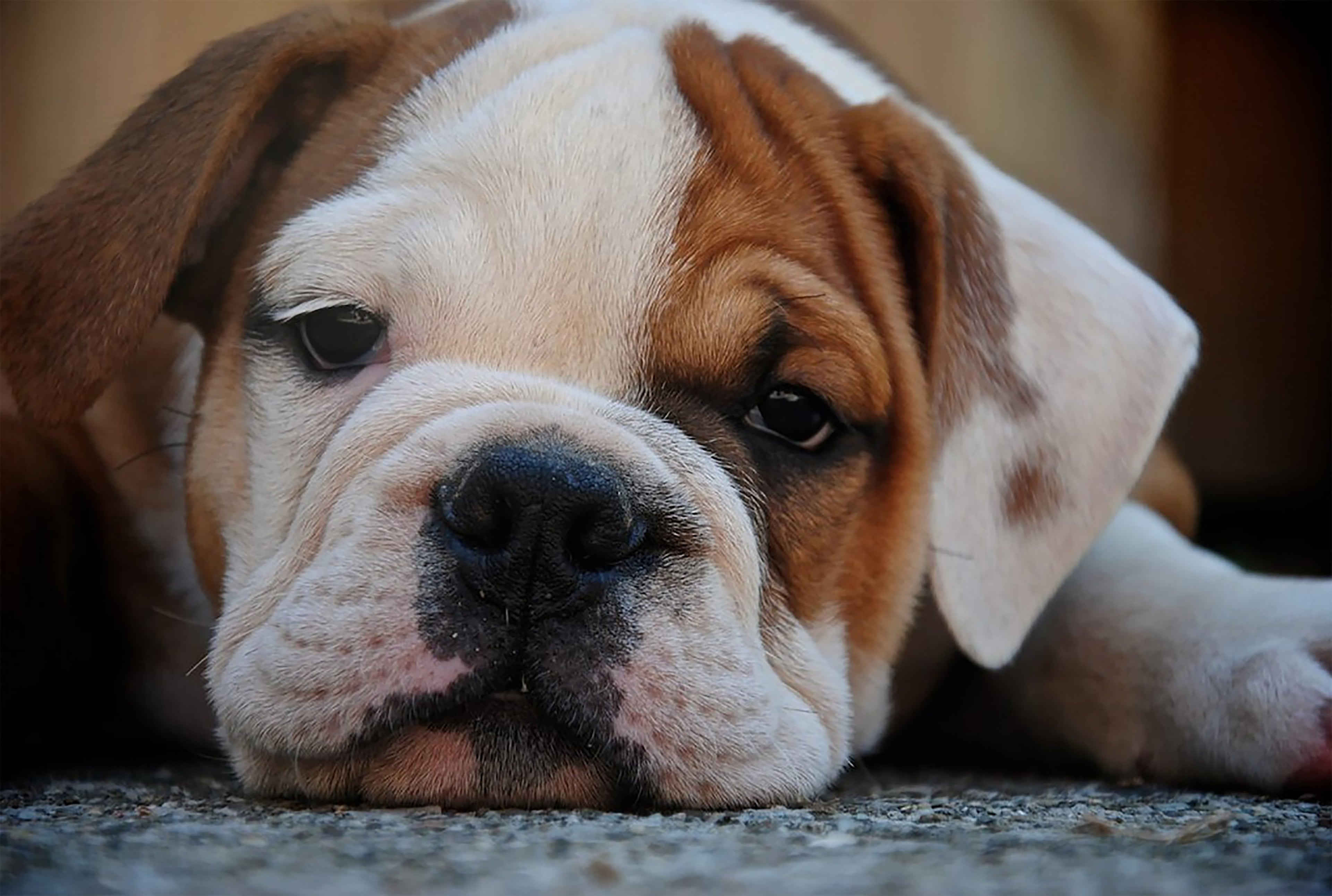 Benefits of CBD in dogs 