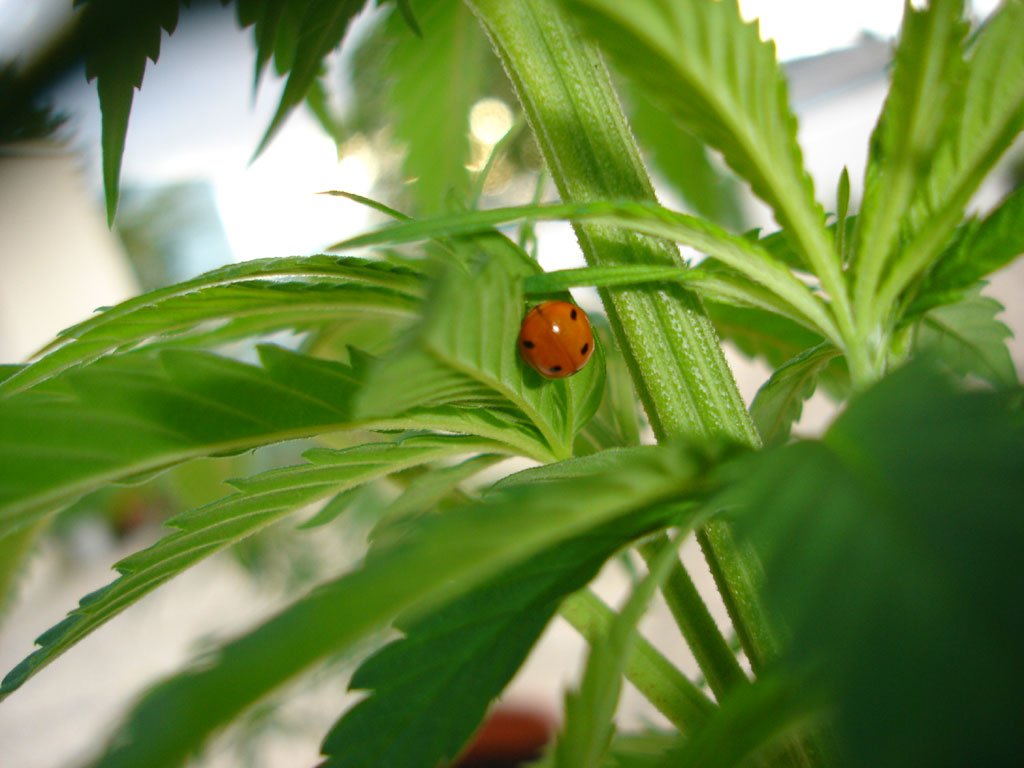CBD Frequently Asked Questions And Answers